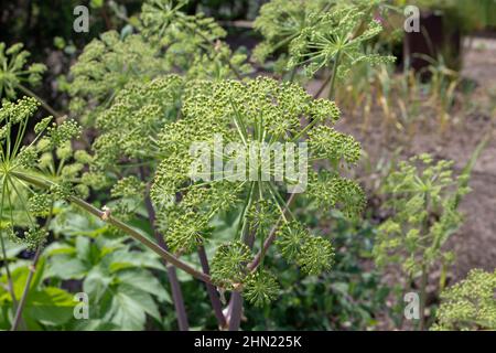 Garten Angelika oder wilde Sellerie Pflanze aus der Familie Apiaceae. Angelica archangelica. Stockfoto