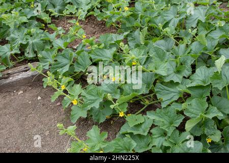 Gurken oder Cucumis sativus blühende Pflanzen im Gemüsegarten. Stockfoto