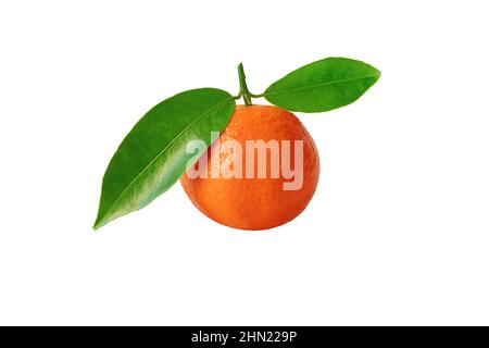 Mandarine orange oder Mandarine reife Früchte mit grünen Blättern isoliert auf weiß. Zitrusretikulata. Stockfoto