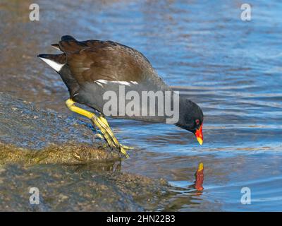 Sumpfhuhn Gallinula chloropus Porträt im Winter bei Cley Naturschutzgebiet North Norfolk Stockfoto