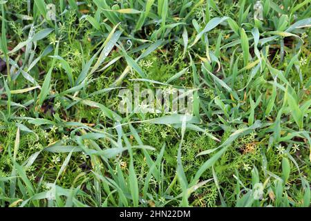 Getreideernte, die von Myosurus minimus, dem winzigen Mausschwanz oder einfach nur dem Mausschwanz, und von Tripleurospermum maritimum (syn. Matricaria maritima). Stockfoto