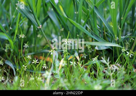 Getreideernte, die von Myosurus minimus als winziger Mousetail oder einfach nur Mousetail bezeichnet wird. Weit verbreitetes und häufiges Unkraut in landwirtschaftlichen und gartenbaulichen Kulturen. Stockfoto