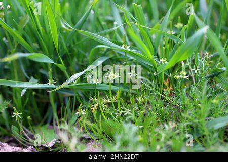 Getreideernte, die von Myosurus minimus, dem winzigen Mausschwanz oder einfach nur dem Mausschwanz, und von Tripleurospermum maritimum (syn. Matricaria maritima). Stockfoto