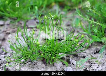 Myosurus minimus ist eine blühende Pflanze aus der Familie der Butterblumen, die unter dem gemeinsamen Namen Tiny Mousetail oder einfach Mousetail bekannt ist. Stockfoto