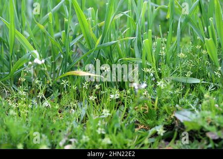 Getreideernte, die von Myosurus minimus, dem winzigen Mausschwanz oder einfach nur dem Mausschwanz, und von Tripleurospermum maritimum (syn. Matricaria maritima). Stockfoto