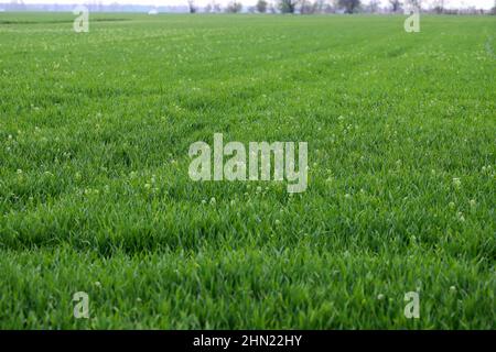 Getreideernte von Capsella Bursa-pastoris, bekannt als Hirtenbörse, entweidet. Weit verbreitetes und häufiges Unkraut in landwirtschaftlichen und gartenbaulichen Kulturen. Stockfoto