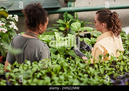 Zwei junge Farmerinnen, die sich den Keimling von Tabak im Topf angucken, während sie zwischen den Regalen mit grünen Sprossen in vertikalen Farmen stehen Stockfoto