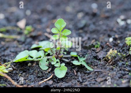 Cardamine hirsuta, allgemein als haarige Bitterkresse bezeichnet, ist eine jährliche oder zweijährige Pflanzenart in der Familie der Brassicaceae. Weit verbreitetes und häufiges Unkraut Stockfoto