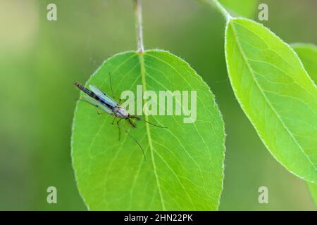 Eine Fliege aus der Familie Chironomidae (informell bekannt als Chironomiden, nicht beißende Mücken oder Seefliegen) auf einem grünen Blatt. Stockfoto