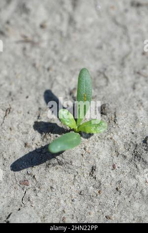 Zuckerrüben-Sämling im Frühjahr auf einem Erntefeld. Stockfoto