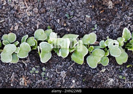 Junge Rettichpflanzen wachsen im frostbedeckten Garten. Frost in der Frühlingsnacht. Stockfoto