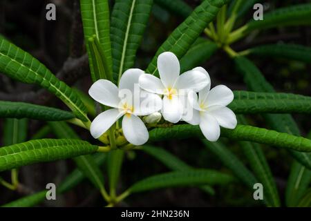 Plumeria alba (Westindischer Jasmin) hat eine einheimische Palette von Puerto Rico bis zu den Windward Islands, wird aber heute als Zierpflanze weit verbreitet kultiviert. Stockfoto