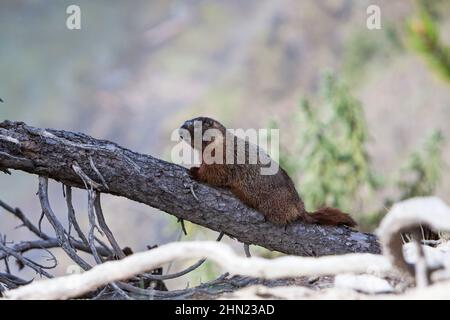 Gelbbauchige Marmot (Marmota flaviventris), die im Schatten eines gefallenen Baumes liegt, Upper Falls, Yellowstone NP, Wyoming, USA Stockfoto