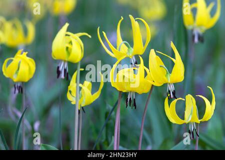 Glacier Lily (Erythronium grandiflorum) blüht im Sommer, Yellowstone NP, Wyoming, USA Stockfoto