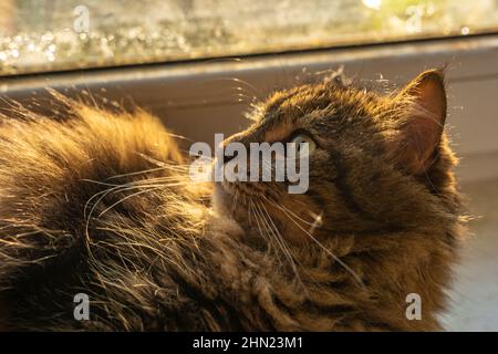 Tabby kleine Katze in der Nähe Fenster in sonniger Farbe Morgen Stockfoto