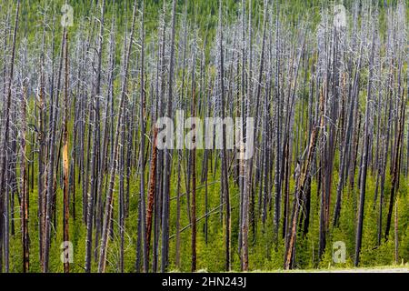 Lodgepole Pine (Pinus contorta) Regeneration nach dem Feuer, Dunraven Pass, Yellowstone NP, Wyoming Stockfoto