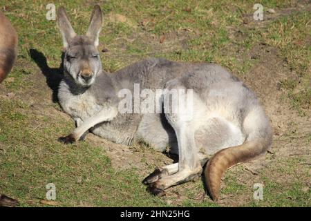 Känguru im Overloon Zoo Stockfoto