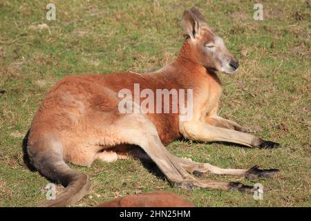 Rotes Känguru im Overloon Zoo Stockfoto