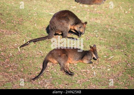 Rotes Känguru im Overloon Zoo Stockfoto