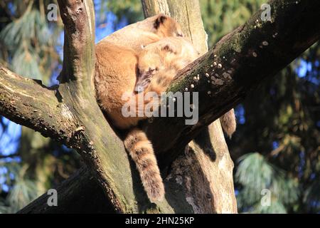 Die südamerikanischen Koati im Overloon Zoo Stockfoto