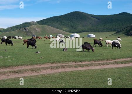 Herde von Schafen und Ziegen, die Gras in der Nähe traditioneller mongolischer Häuser fressen, die man Ger oder Jurte nennt. Grüne Berge im Hintergrund. Zentralmongolei Stockfoto