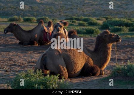 Kleine Gruppe von Kamelusferus, die auf einer grünen Wiese in der Zentralmongolei liegt. Schönes Licht bei Sonnenuntergang. Reiseziel. Stockfoto
