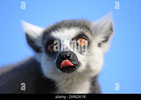 Ringschwanz-Lemur im Overloon Zoo Stockfoto