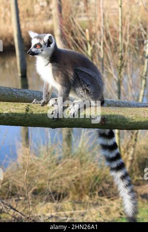 Ringschwanz-Lemur im Overloon Zoo Stockfoto