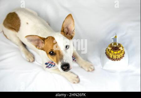 Draufsicht der Hunderasse Jack Russell Terrier liegt auf weißem Hintergrund in einer Fliege neben dem Geburtstagskuchen mit Knochen und Herzen und Kerze verziert, lo Stockfoto