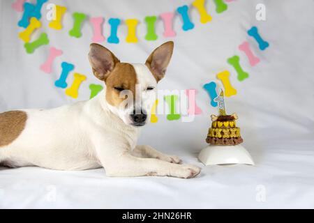 Ein Hund der Rasse Jack Russell Terrier liegt auf einem weißen Hintergrund mit einer Girlande in Form von Knochen neben seinem Geburtstagskuchen, verziert mit gelben bo Stockfoto