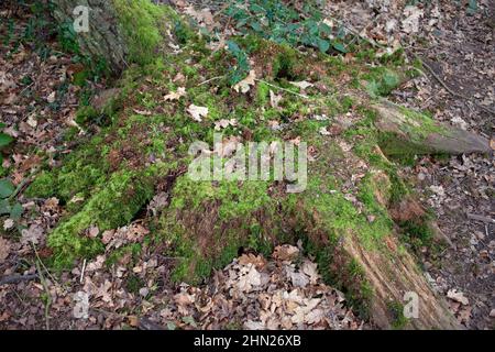 Verfallender Baumstumpf auf Waldboden. VEREINIGTES KÖNIGREICH Stockfoto