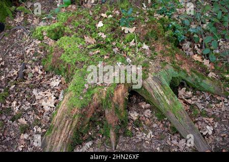 Verfallender Baumstumpf auf Waldboden. VEREINIGTES KÖNIGREICH Stockfoto