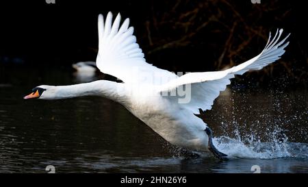 ST JAMES'S PARK, CITY OF WESTMINSTER, LONDON, GROSSBRITANNIEN. 5. FEBRUAR 2022. Swan fliegt im St James's Park. Foto von Richard Holmes. Stockfoto