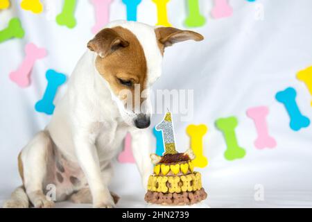 Jack Russell Terrier Hund sitzt auf einem weißen Hintergrund mit einer Girlande in Form von Knochen mit einem Kopf nach unten und sieht auf Geburtstagskuchen mit Bon verziert Stockfoto