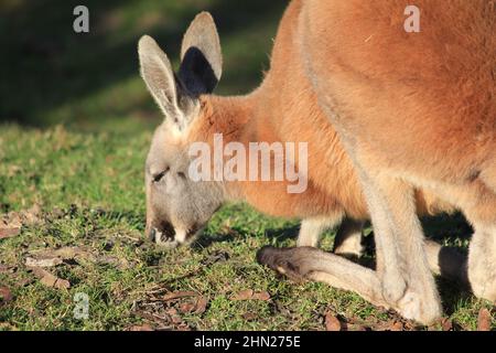 Rotes Känguru im Overloon Zoo Stockfoto