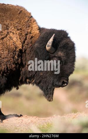 American Bison (Bison Bison) Porträt eines Bullen mit Kinnbart, Yellowstone NP, Wyoming Stockfoto