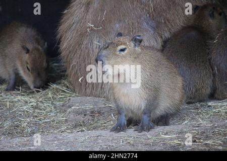 Capybara im Overloon Zoo Stockfoto