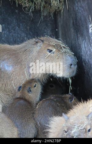 Capybara im Overloon Zoo Stockfoto