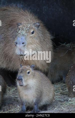 Capybara im Overloon Zoo Stockfoto