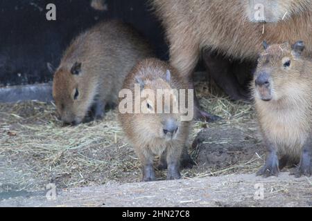 Capybara im Overloon Zoo Stockfoto