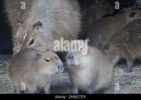 Capybara im Overloon Zoo Stockfoto