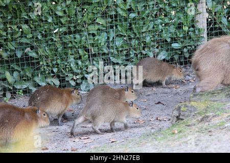 Capybara im Overloon Zoo Stockfoto