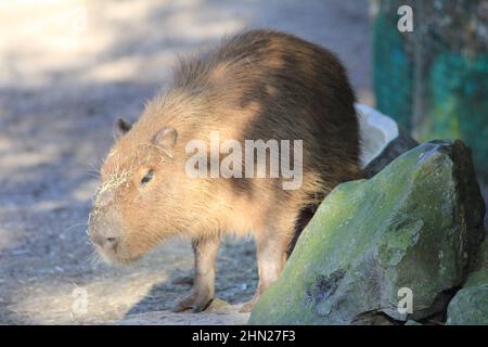 Capybara im Overloon Zoo Stockfoto