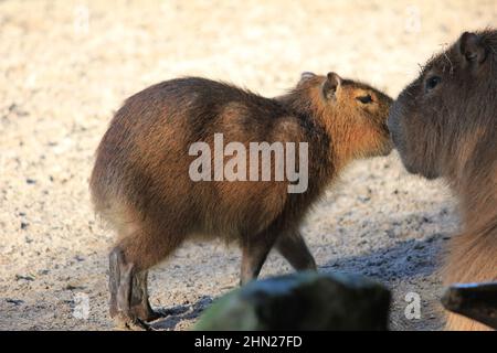 Capybara im Overloon Zoo Stockfoto