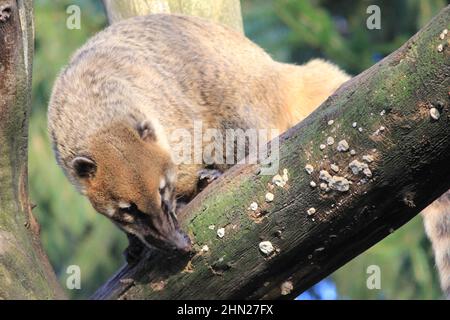 Die südamerikanischen Koati im Overloon Zoo Stockfoto