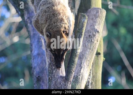 Die südamerikanischen Koati im Overloon Zoo Stockfoto