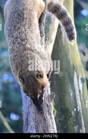 Die südamerikanischen Koati im Overloon Zoo Stockfoto