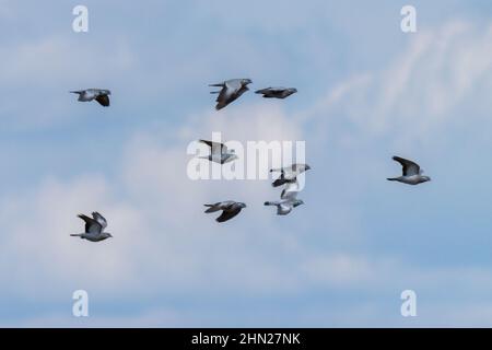 Stock Dove (Columba oenas). Russland, die Region Rjasan (Gebiet Rjasanskaja), der Bezirk Pronsky, Kisva. Stockfoto