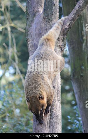 Die südamerikanischen Koati im Overloon Zoo Stockfoto