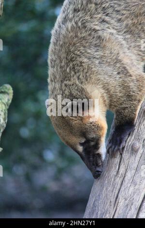 Die südamerikanischen Koati im Overloon Zoo Stockfoto